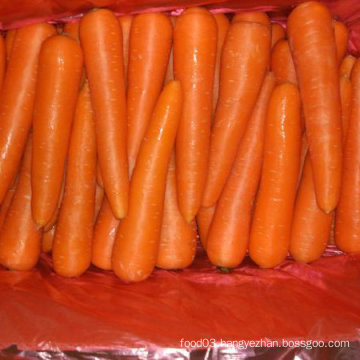 New Harvest of Good Quality Fresh Carrot